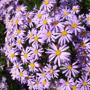 Astra Frikartova (Aster  frikartii) ´MÖNCH´ kont. P9